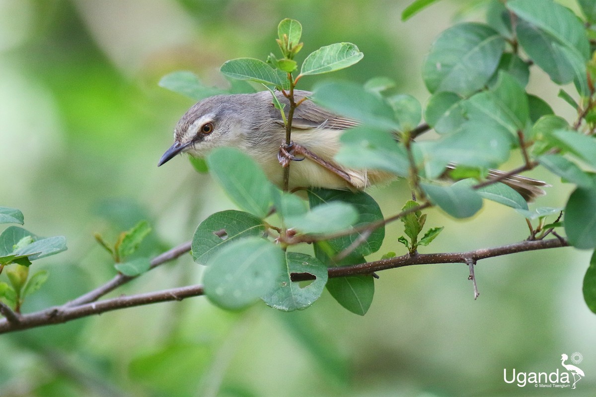 Prinia Modesta - ML644691106