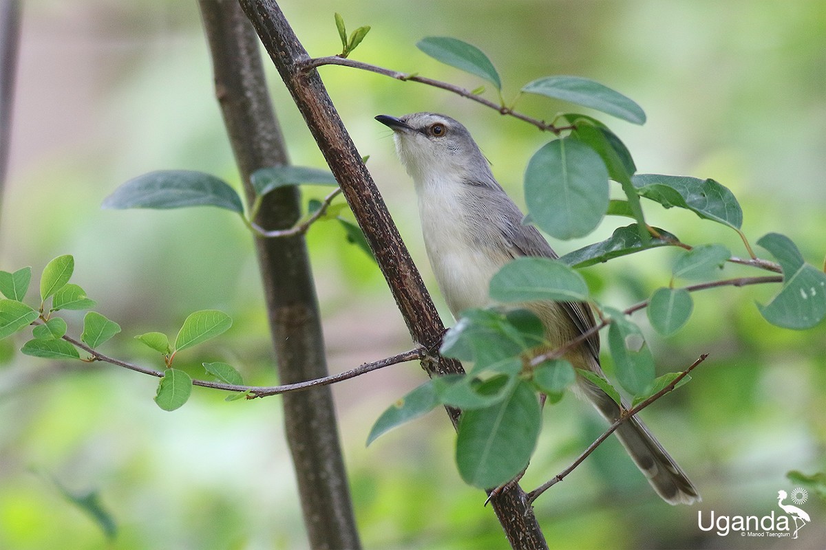 Prinia Modesta - ML644691107