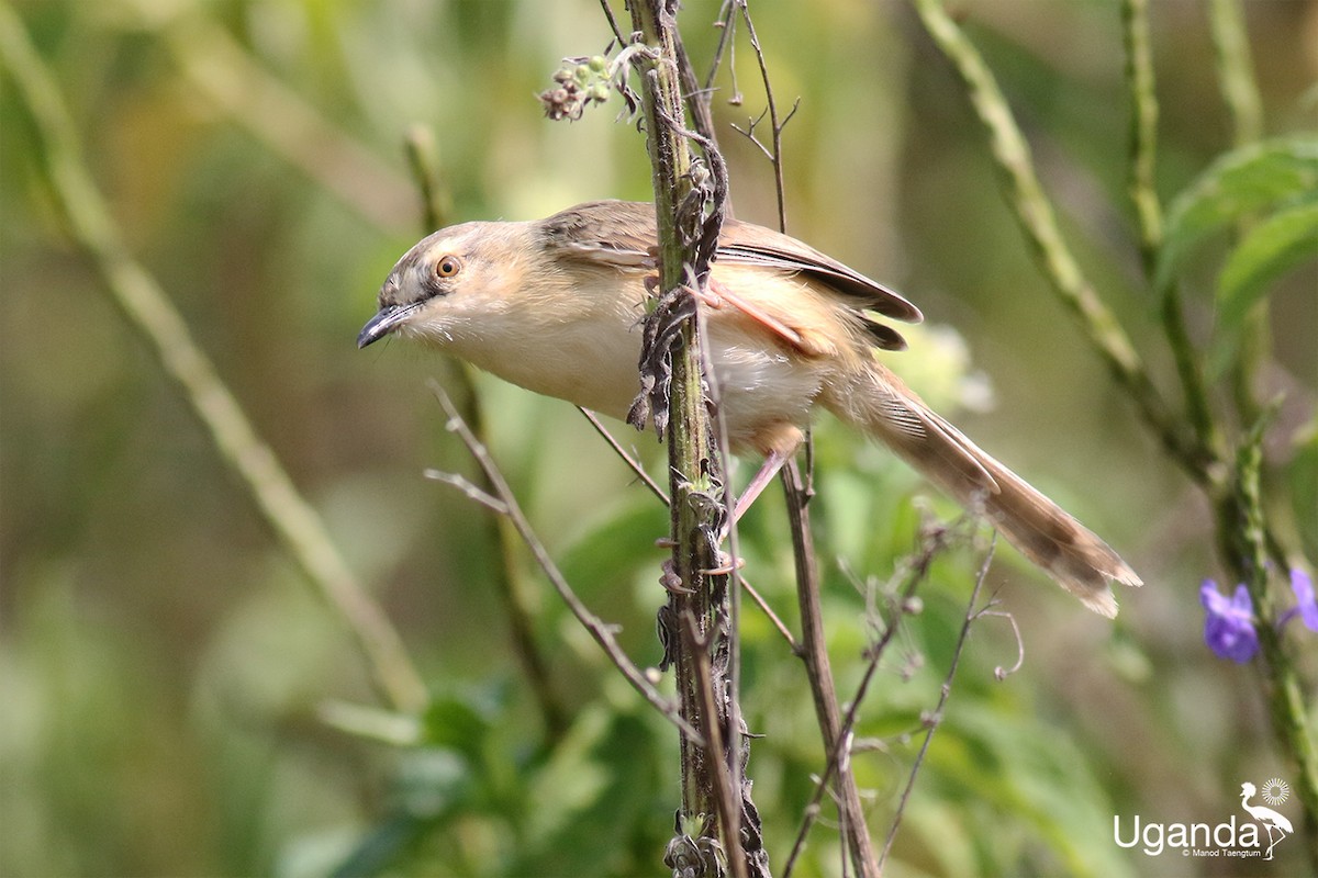Prinia Modesta - ML644691108