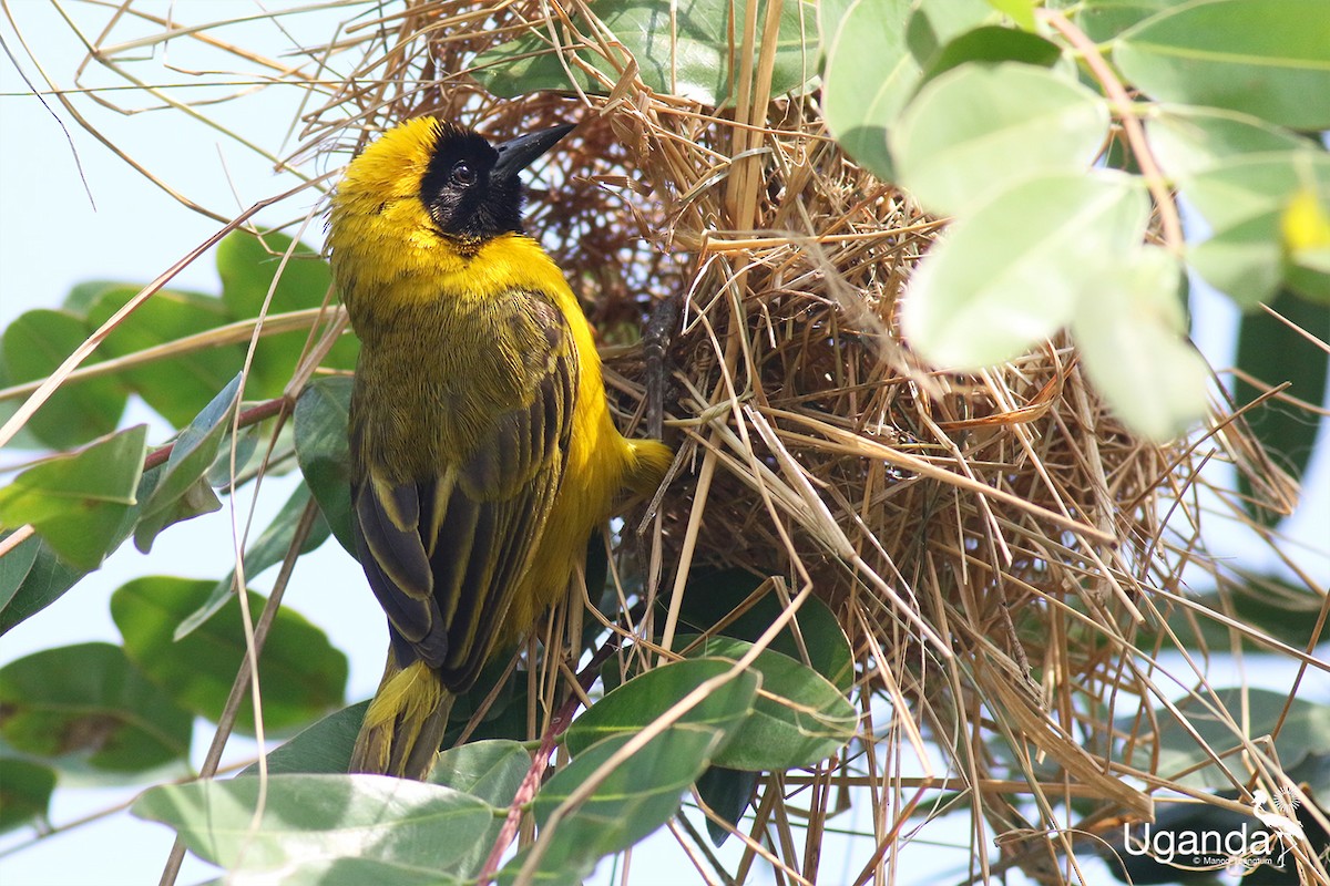 Tejedor de Pelzeln - ML644691109