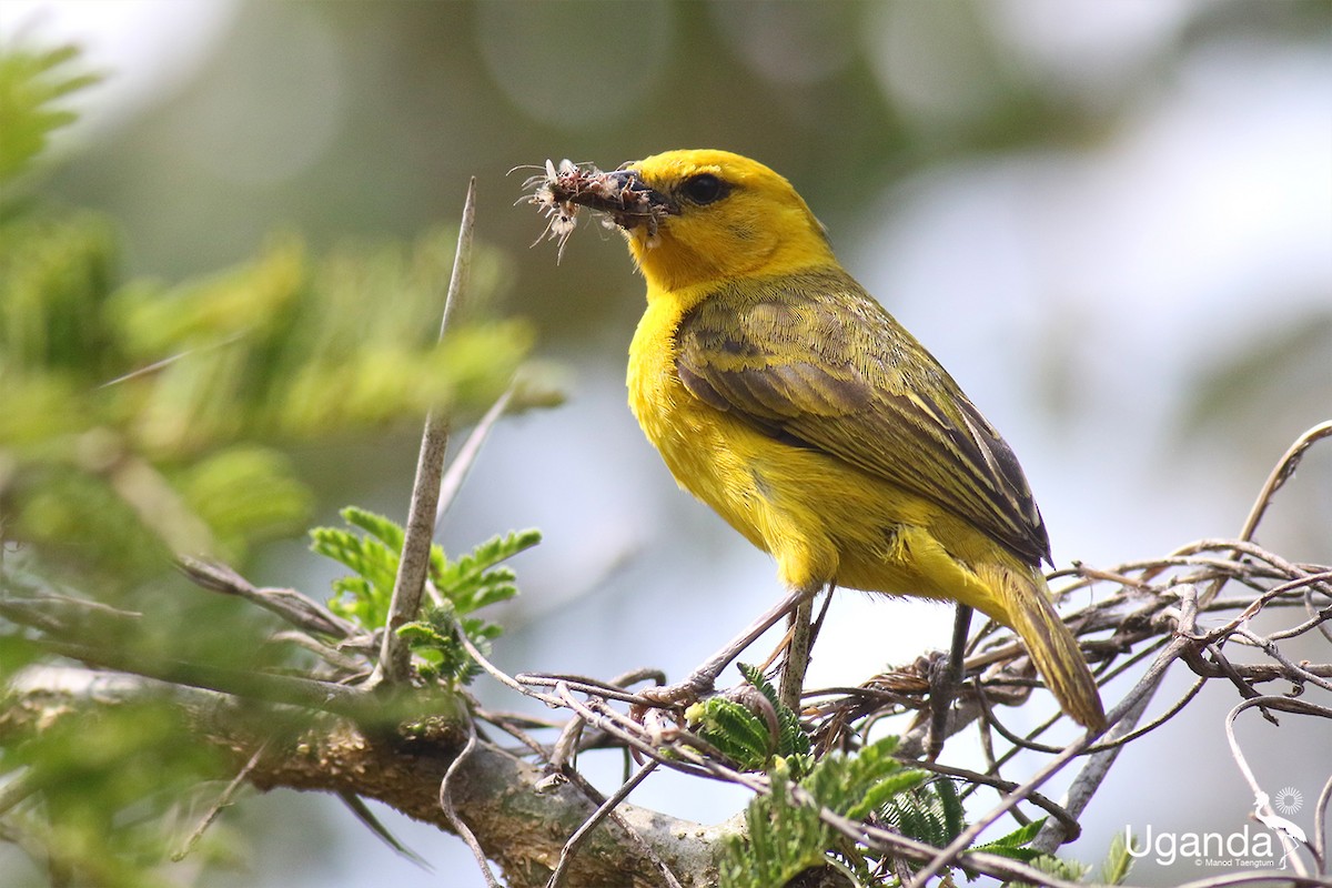Tejedor de Pelzeln - ML644691110