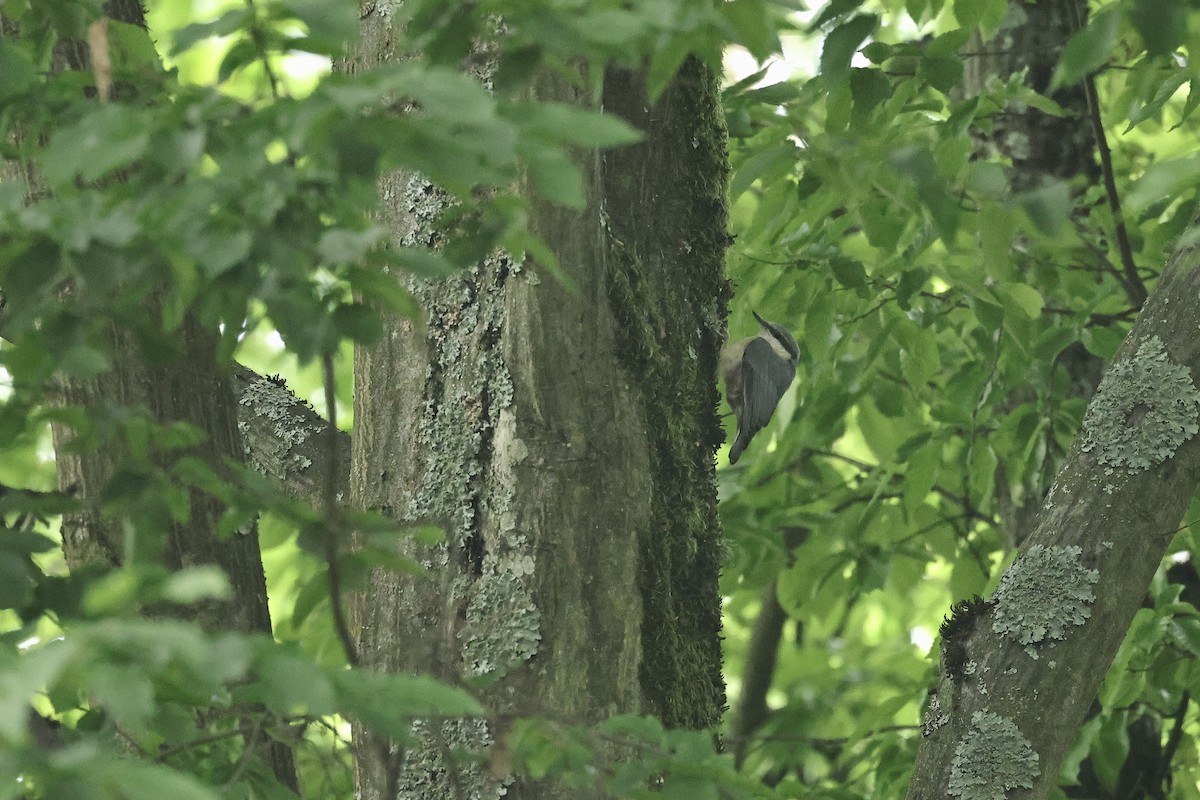 Trepador Azul - ML644691111