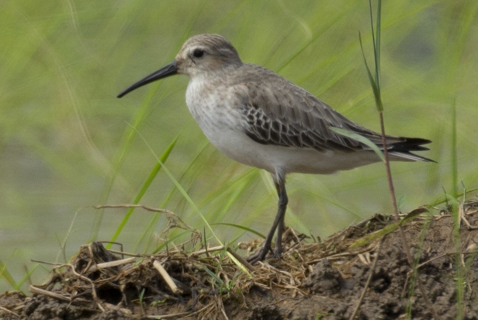 Correlimos Zarapitín - ML644691112