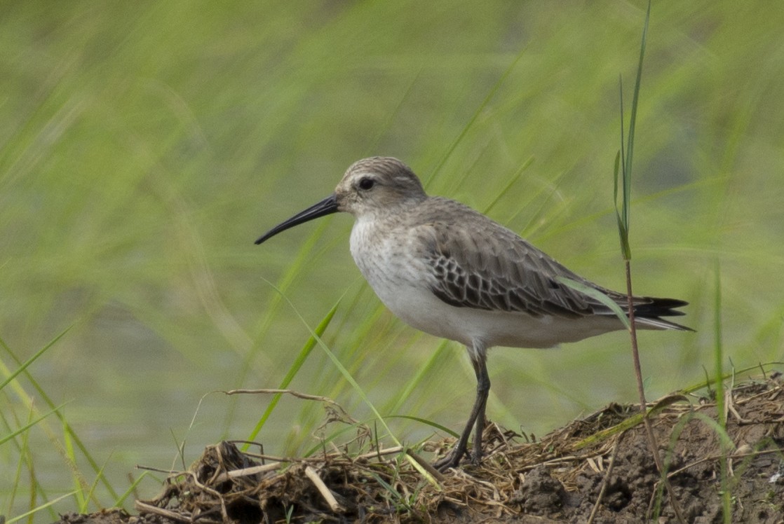 Correlimos Zarapitín - ML644691113
