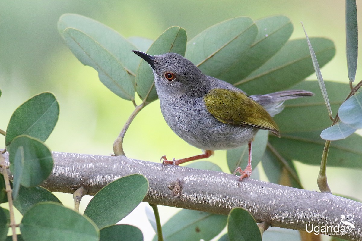 Camaróptera Baladora - ML644691114