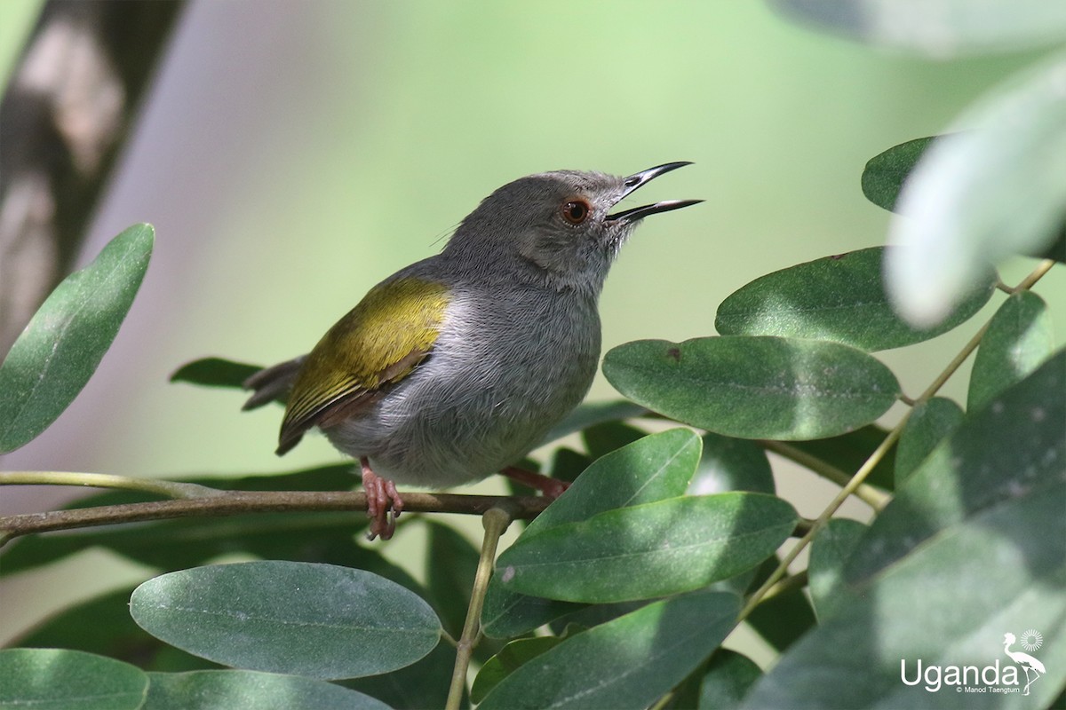 Camaróptera Baladora - ML644691116