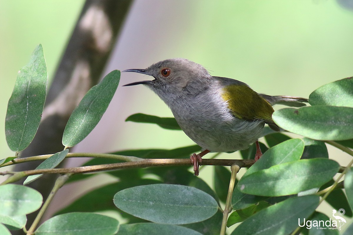 Camaróptera Baladora - ML644691117