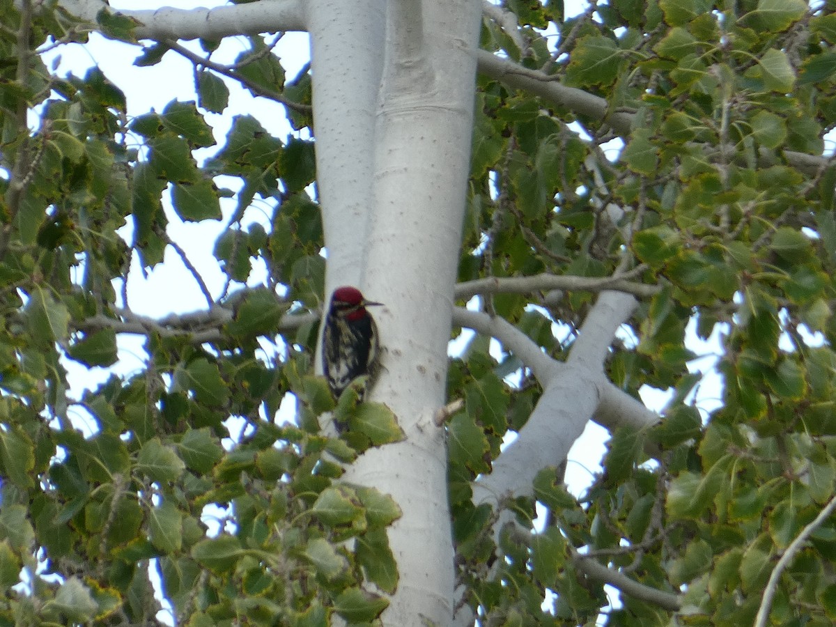 Chupasavia Nuquirrojo - ML644691124