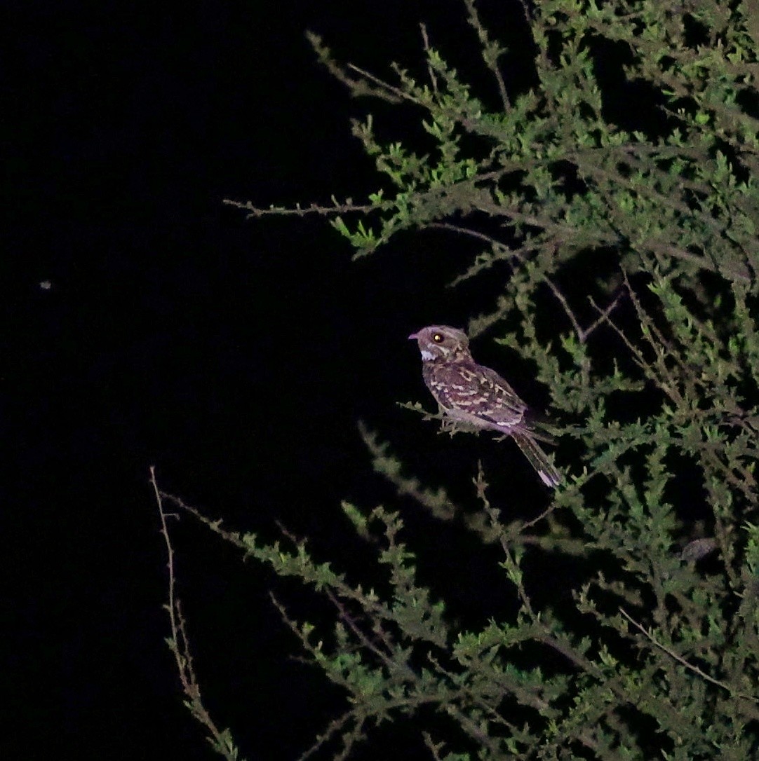 Chotacabras Espinero - ML644691125