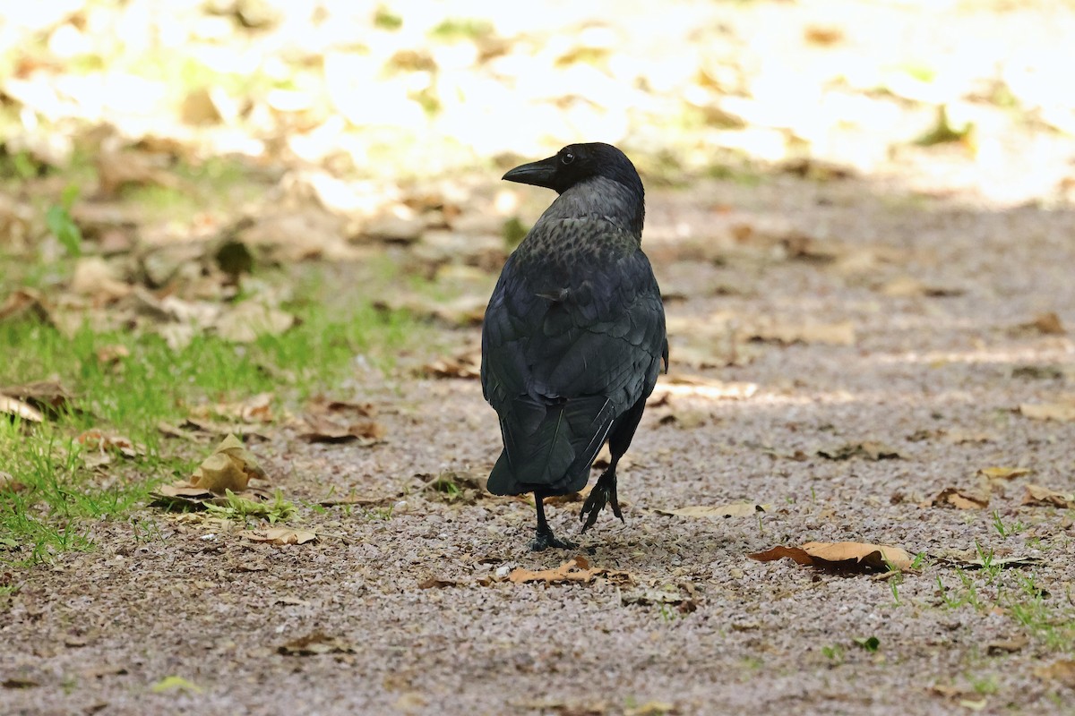 Corneja Negra x Cenicienta (híbrido) - ML644691129
