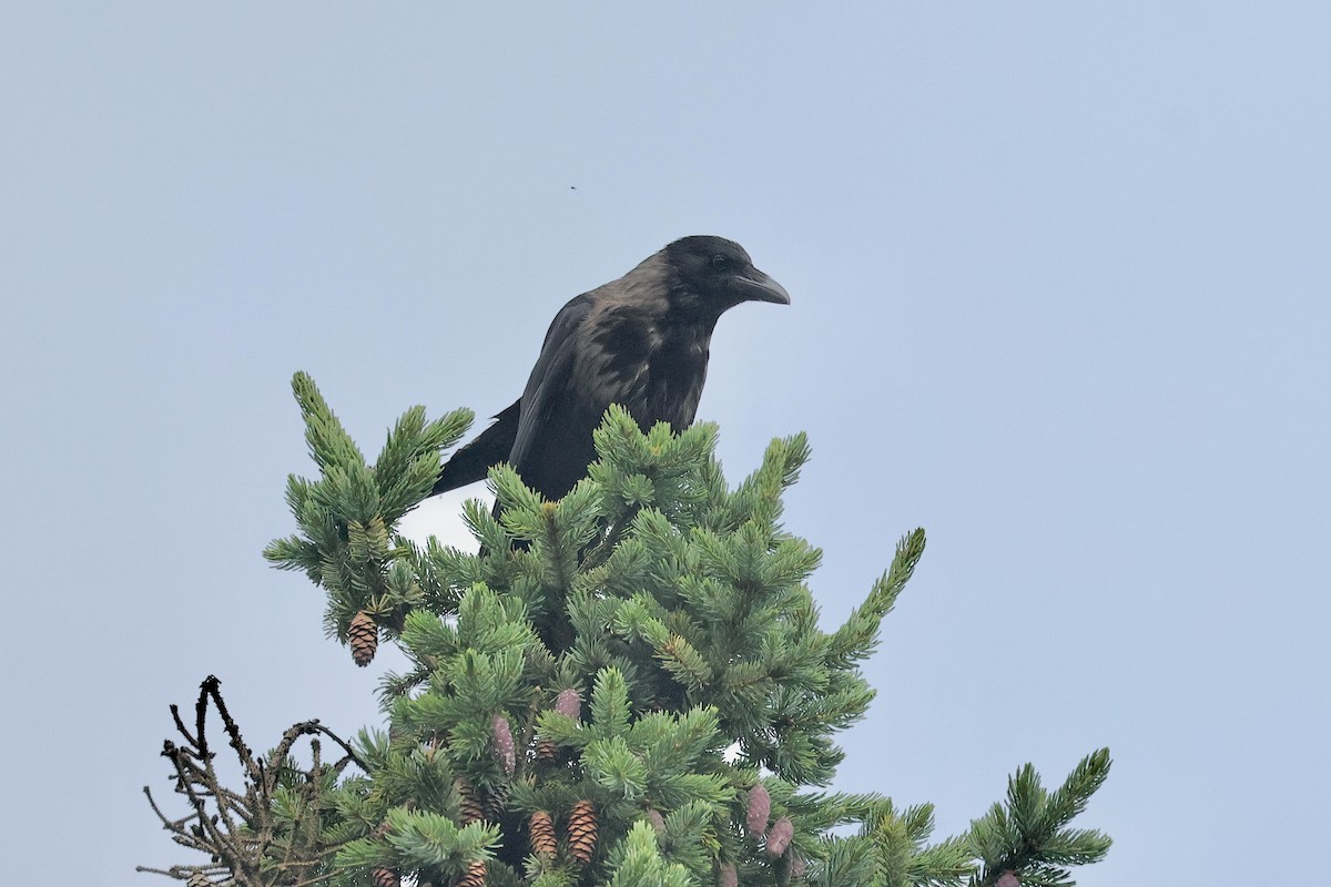 Corneja Negra x Cenicienta (híbrido) - ML644691131