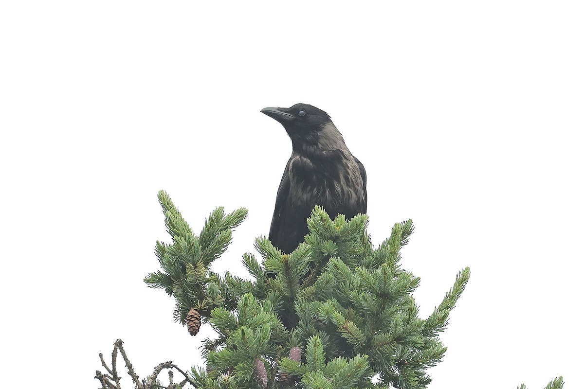 Corneja Negra x Cenicienta (híbrido) - ML644691132