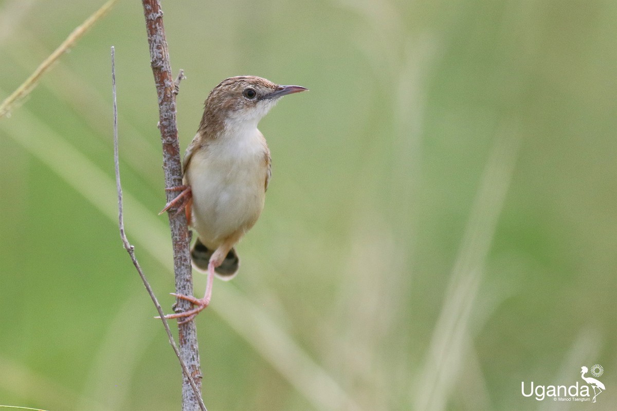 Cistícola Buitrón - ML644691133