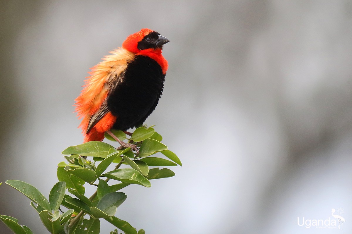 Obispo Rojo - ML644691134