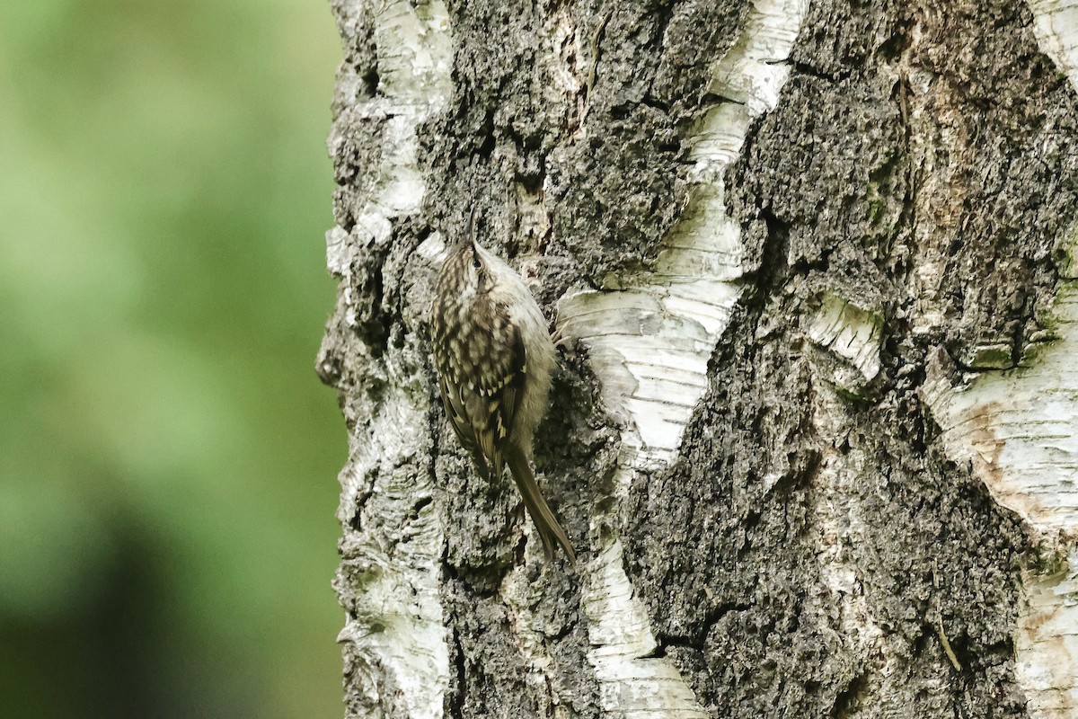 Grimpereau des jardins - ML644691138