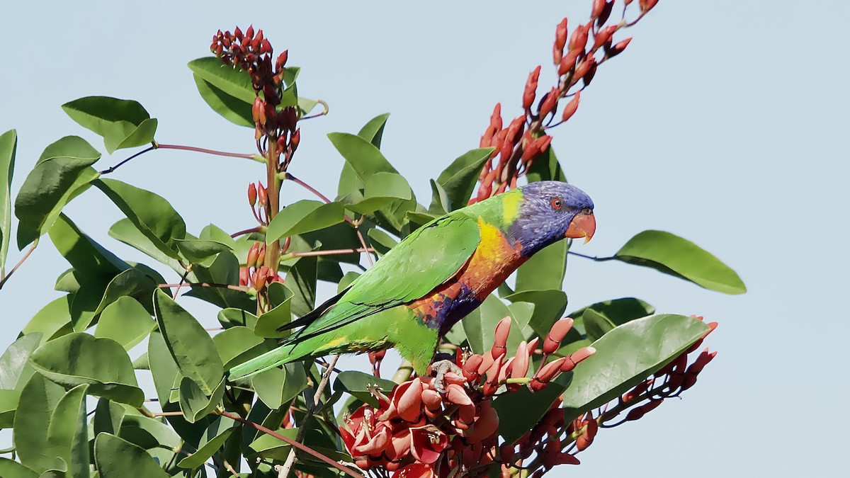 Rainbow Lorikeet - ML644691161