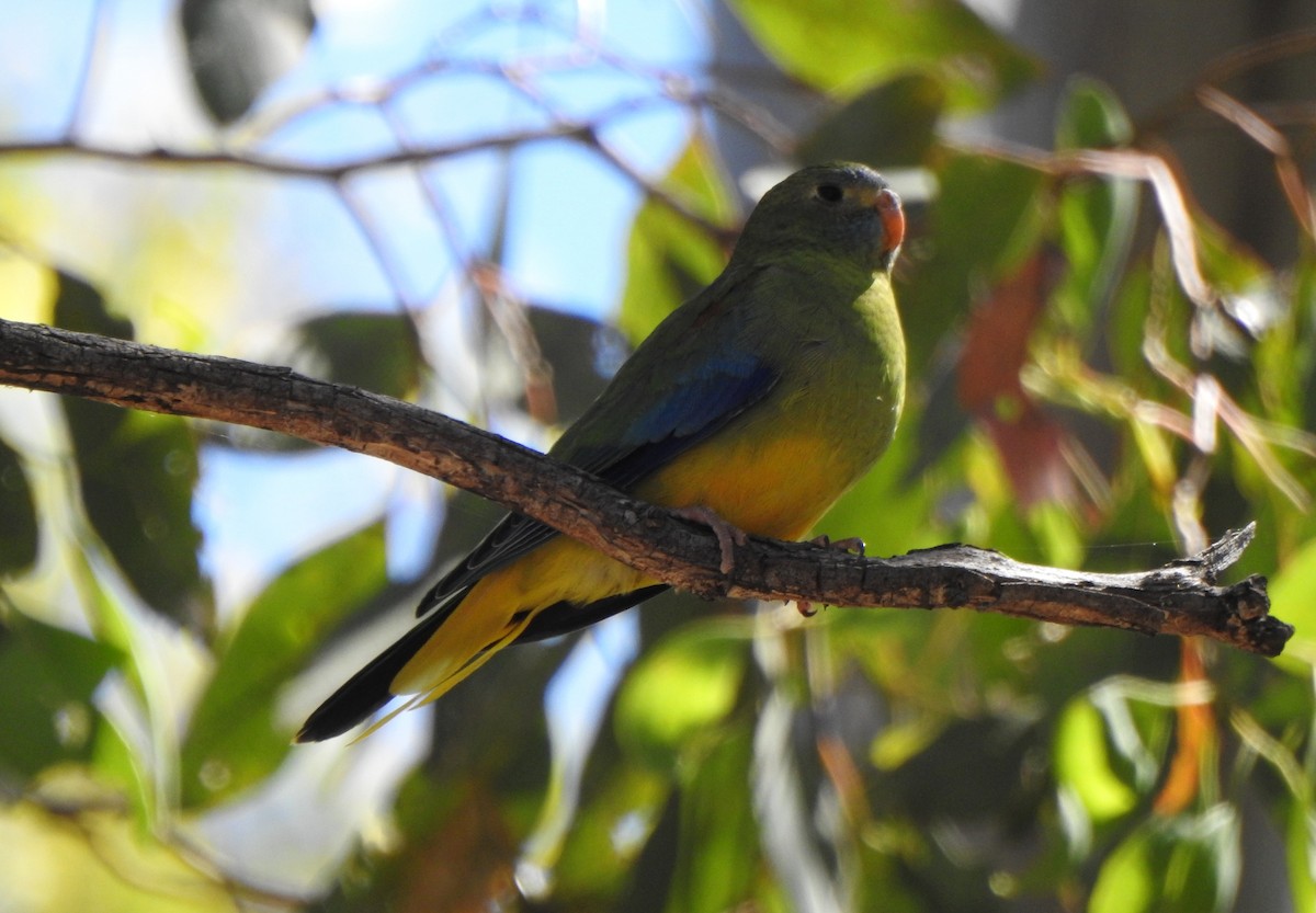 Turquoise Parrot - ML644691162