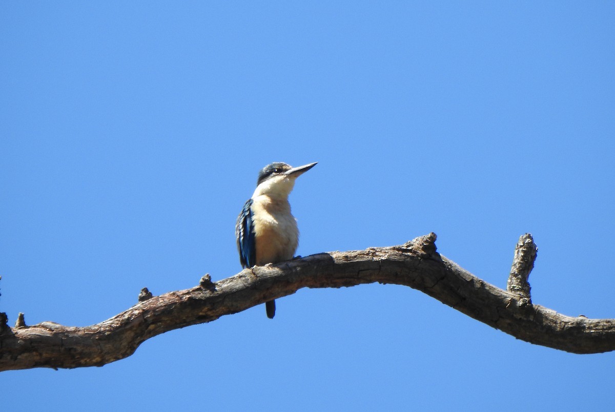 Sacred Kingfisher - ML644691164