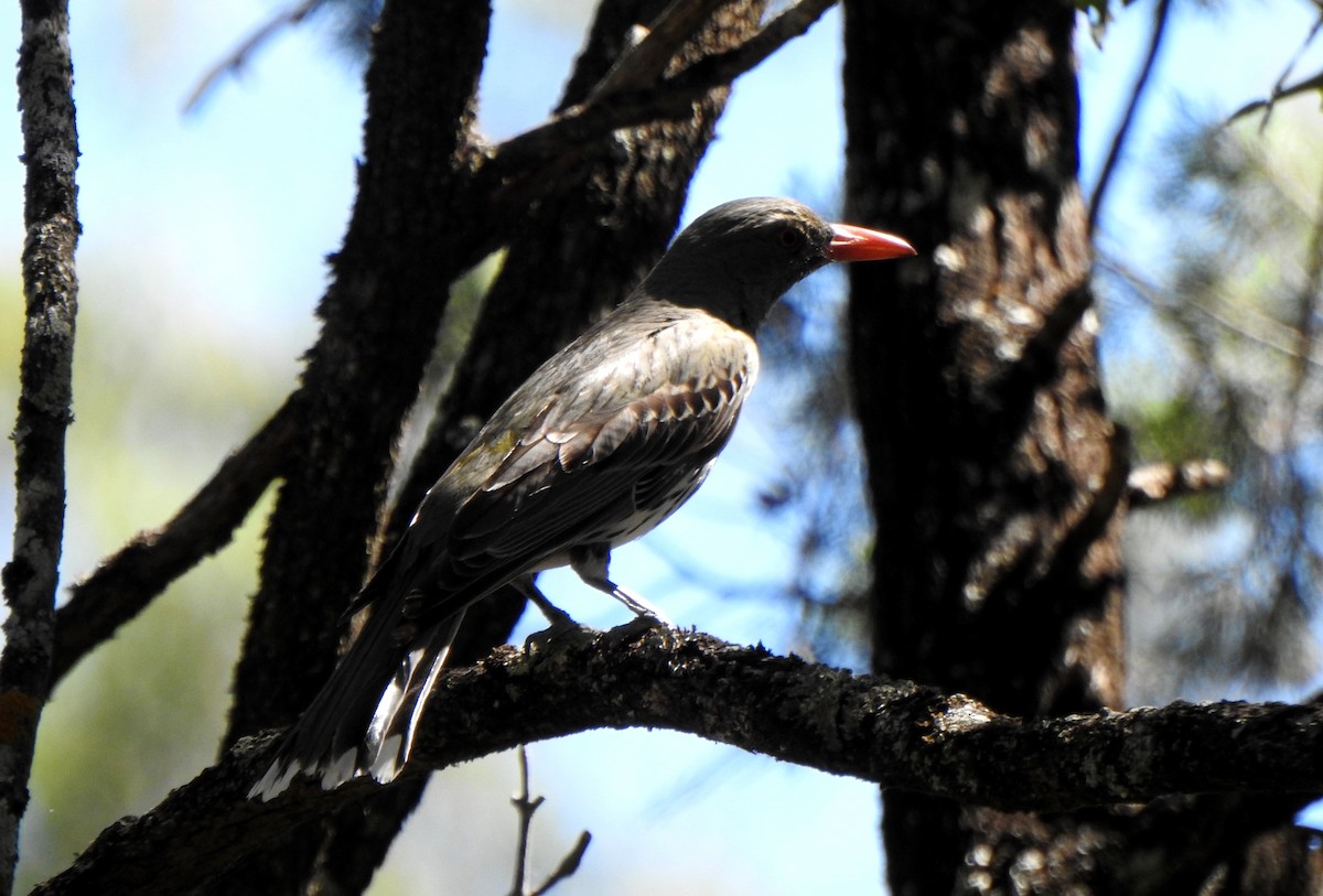 Olive-backed Oriole - ML644691176