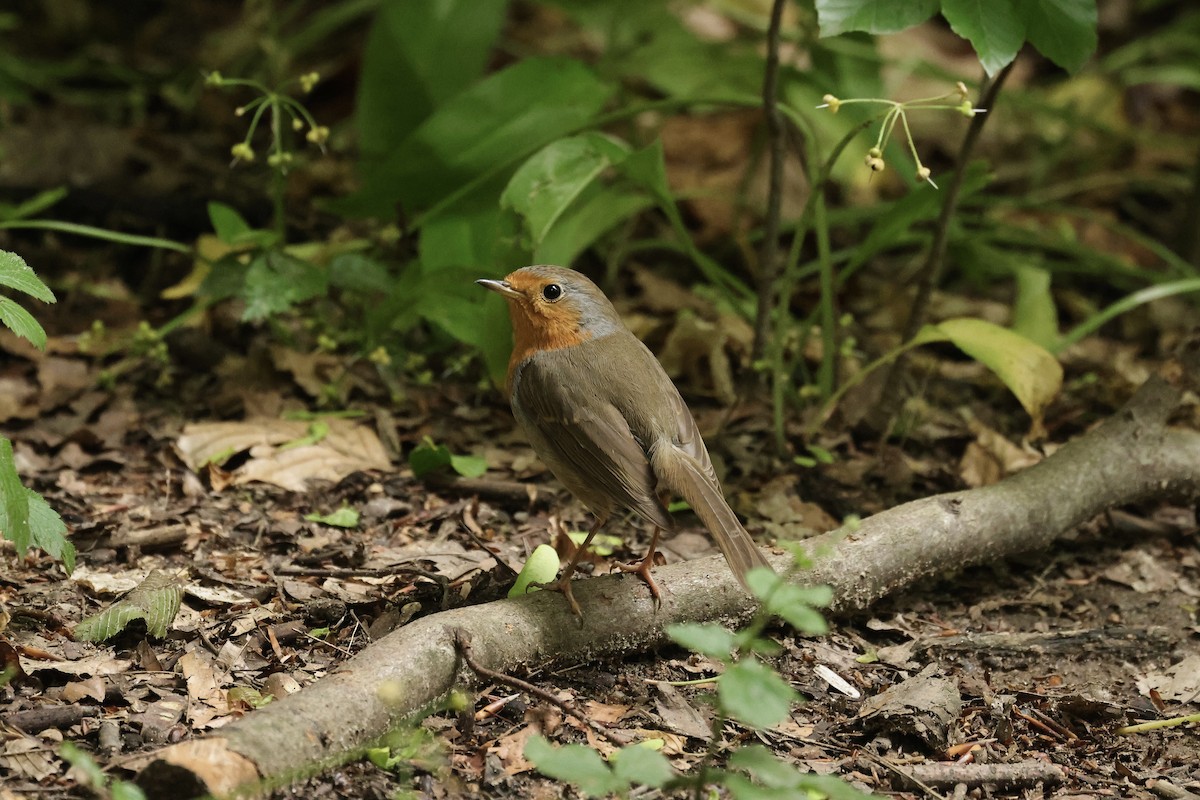 Rougegorge familier - ML644691177