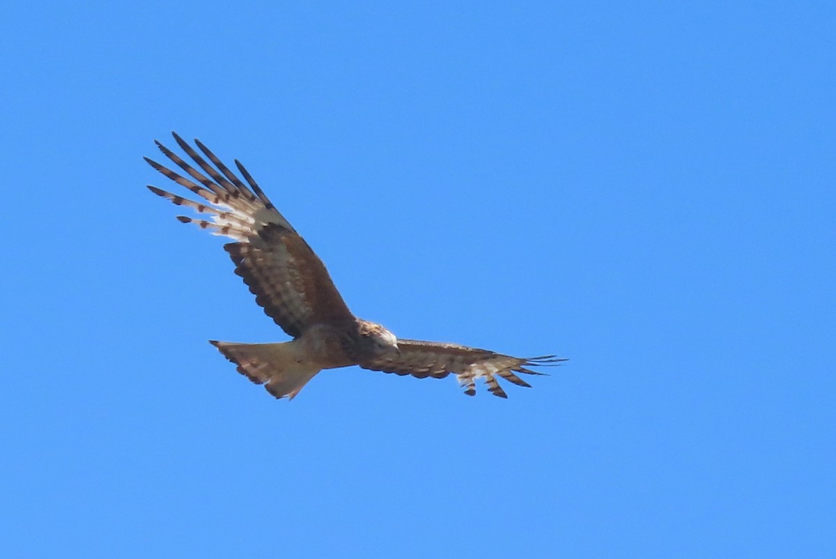 Square-tailed Kite - ML644691181