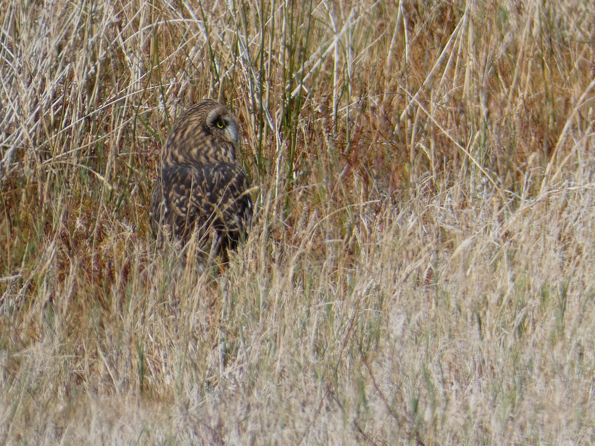 Short-eared Owl - ML644691182