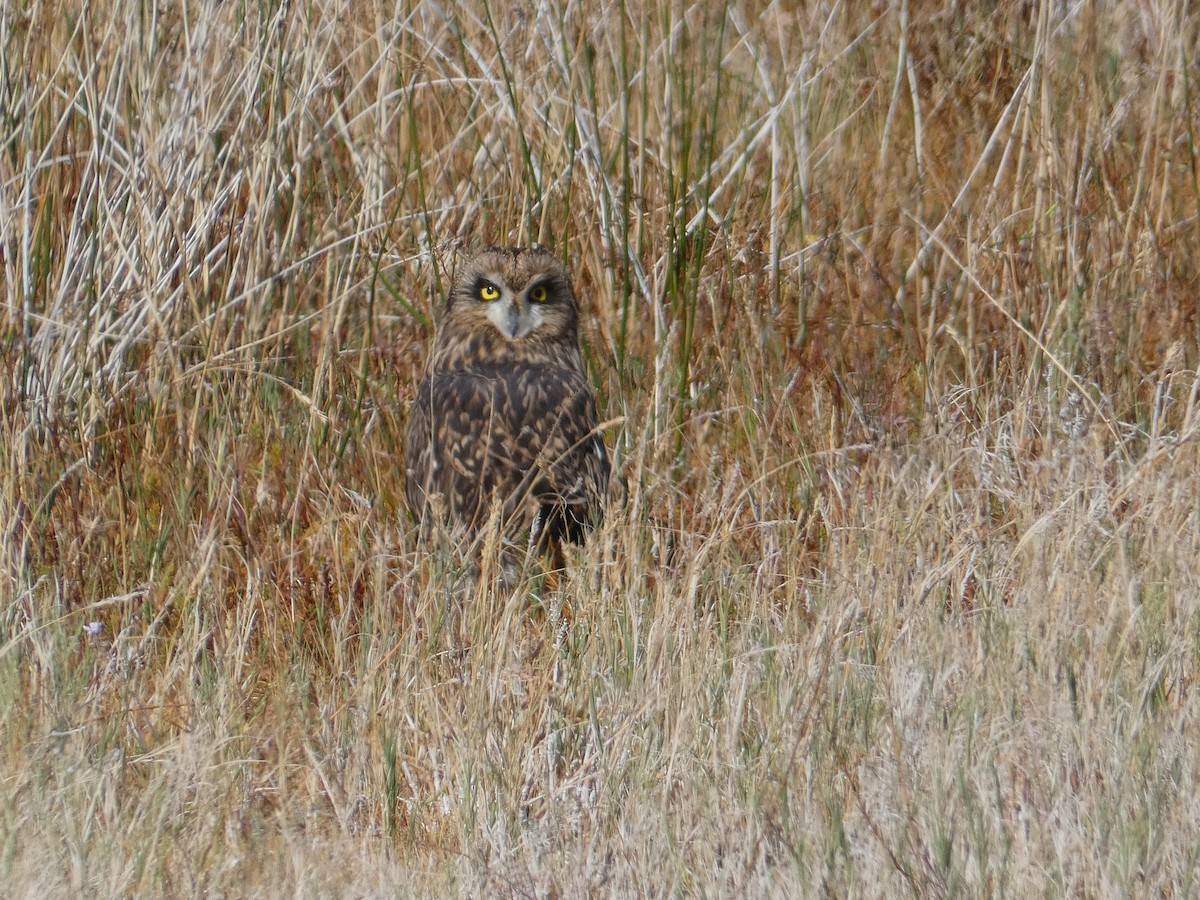 Short-eared Owl - ML644691183