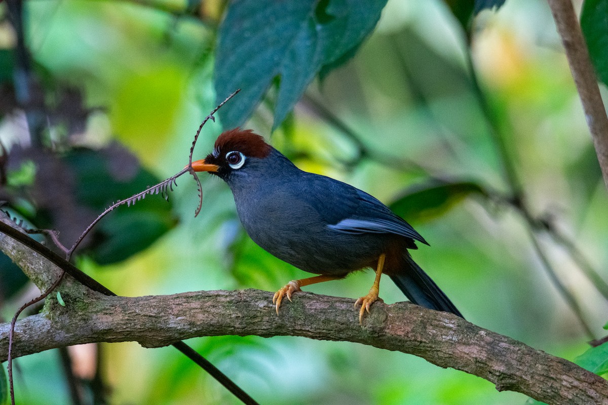 Chestnut-capped Laughingthrush - ML644691185