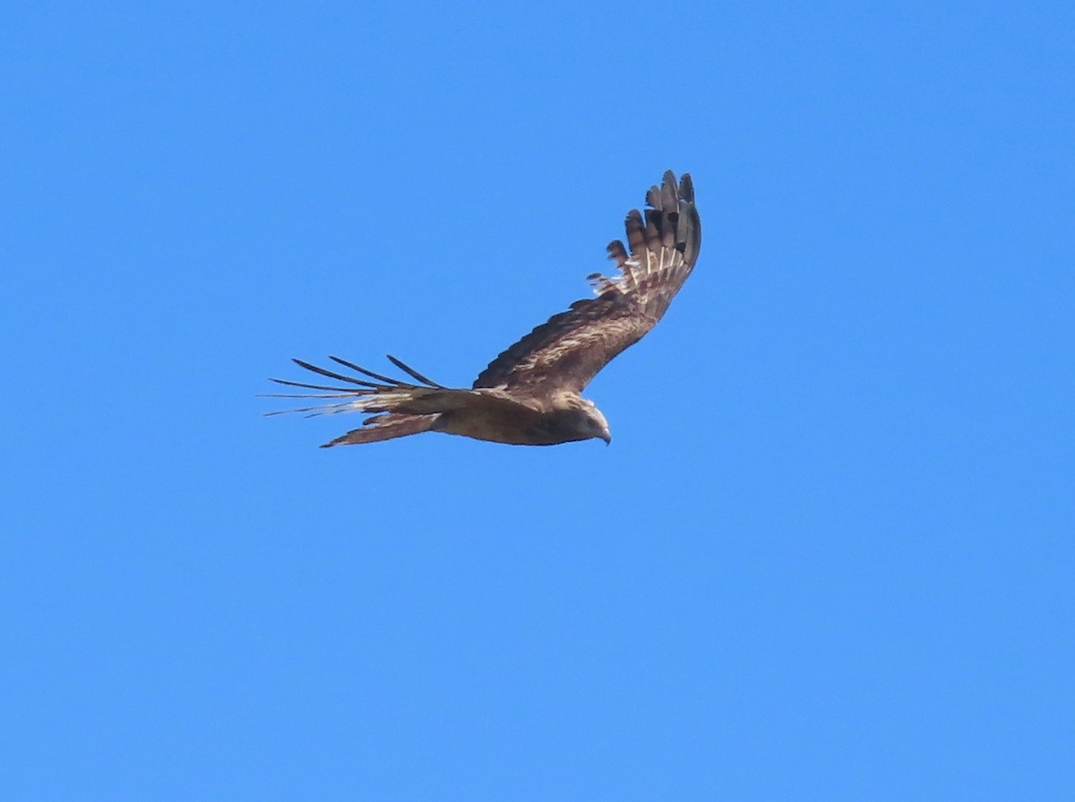 Square-tailed Kite - ML644691187
