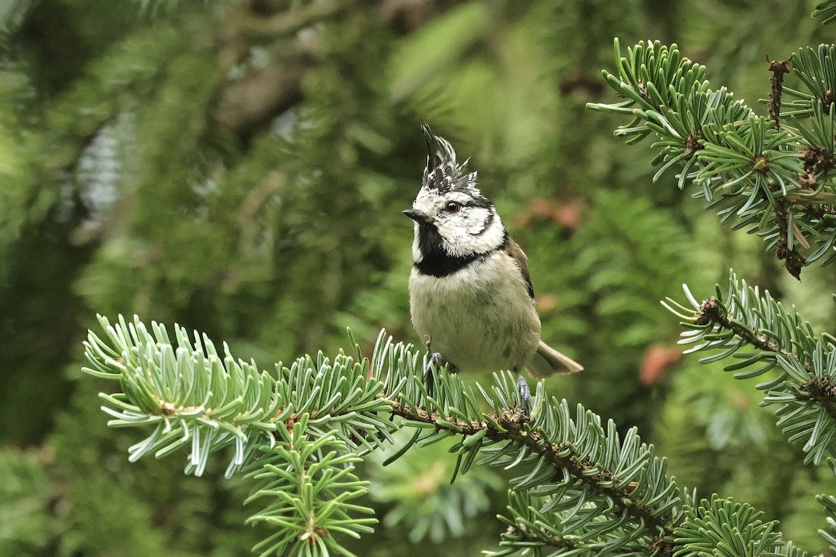 Mésange huppée - ML644691188