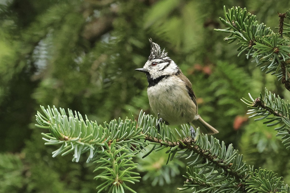 Mésange huppée - ML644691189