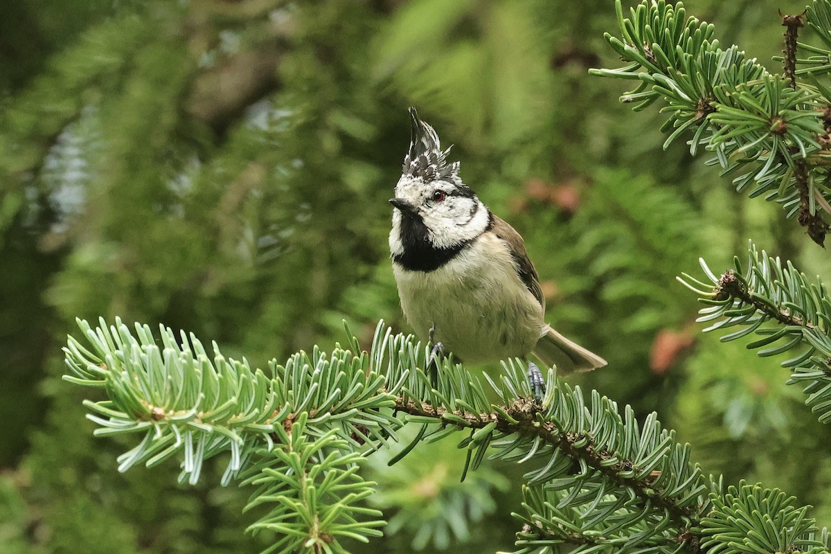 Mésange huppée - ML644691191