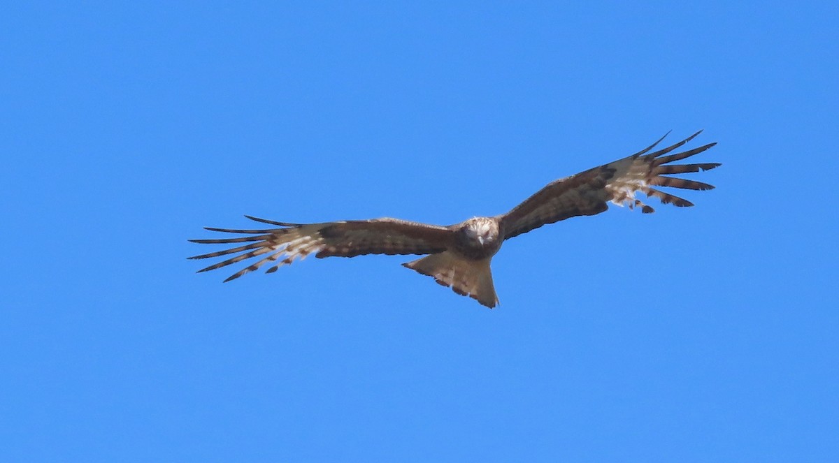Square-tailed Kite - ML644691194