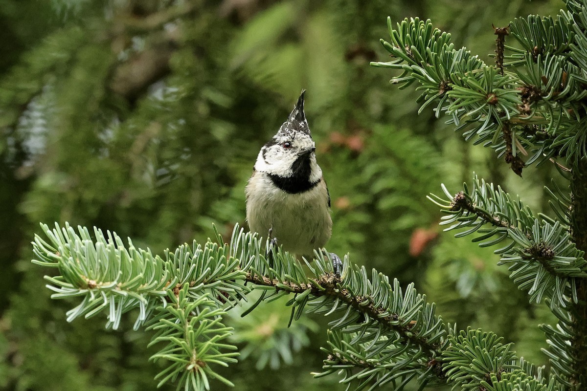 Mésange huppée - ML644691195