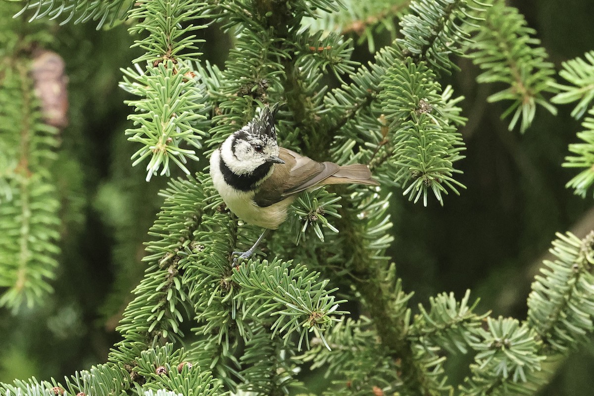 Mésange huppée - ML644691197