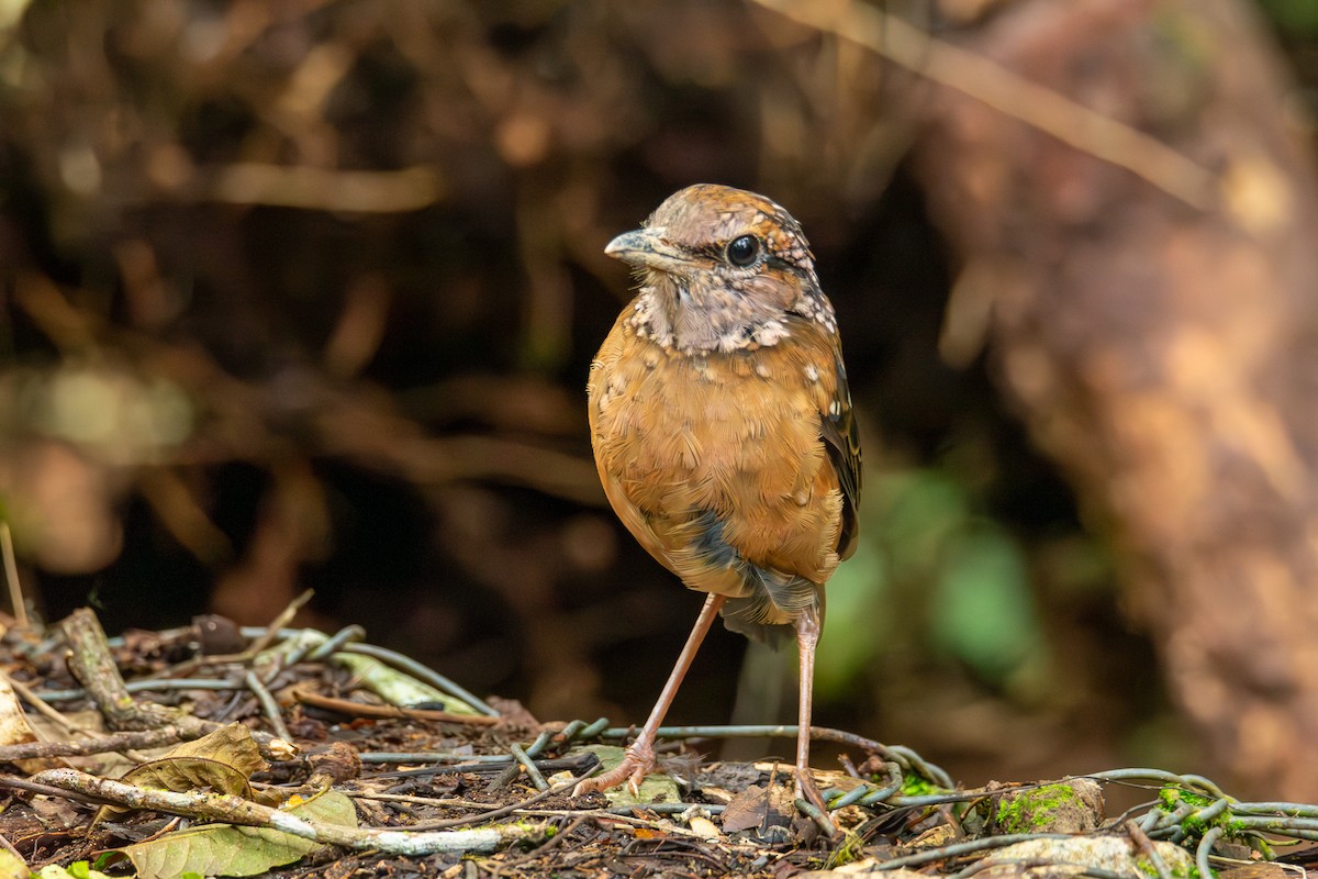 Rusty-naped Pitta - ML644691198