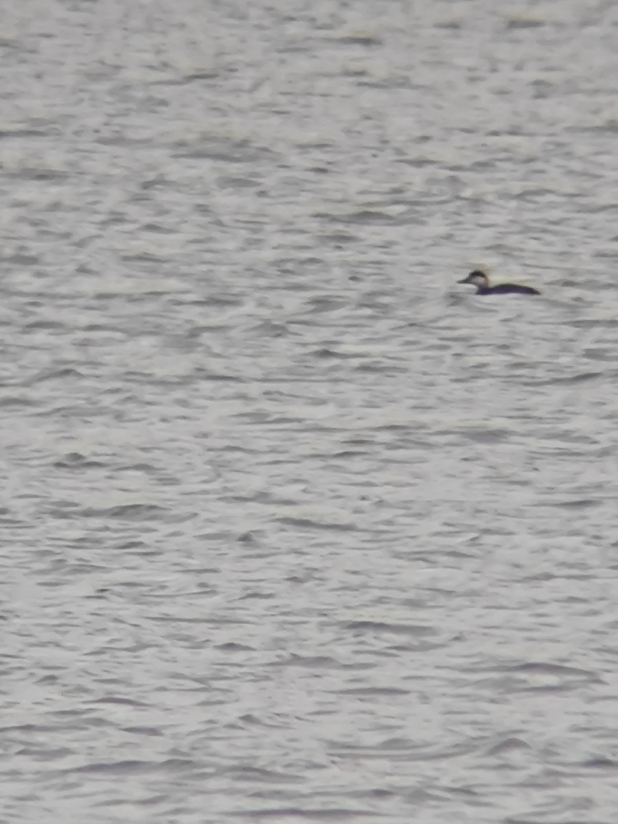 Ahatebeltz eurasiarra - ML644691199