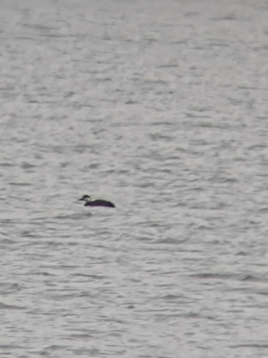 Ahatebeltz eurasiarra - ML644691200