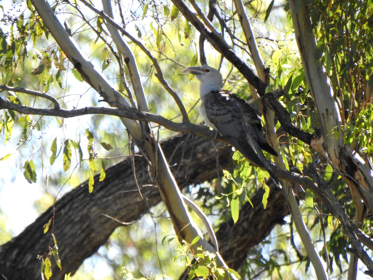 Channel-billed Cuckoo - ML644691204