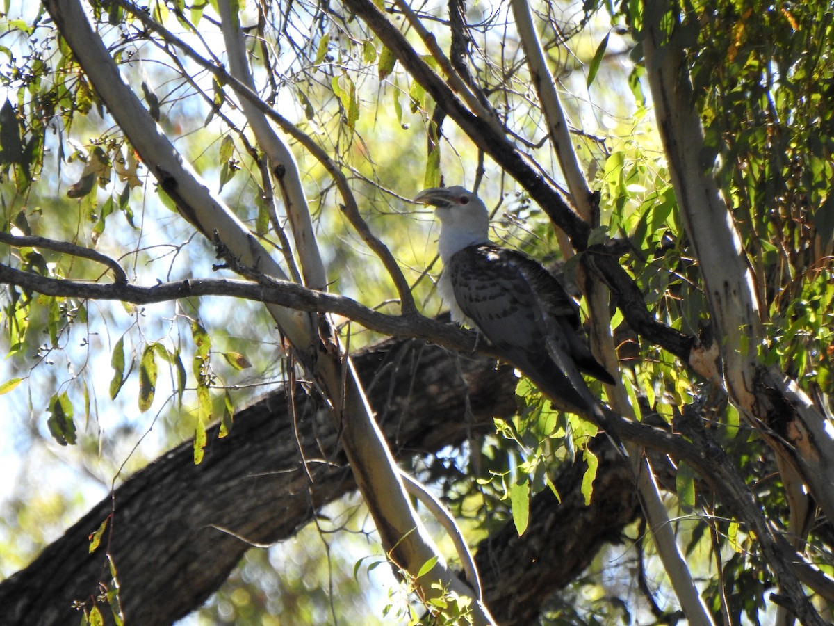 Channel-billed Cuckoo - ML644691205