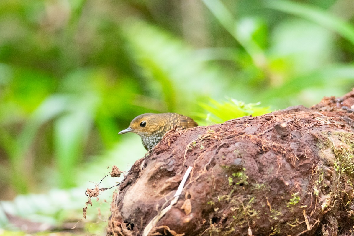 Pygmy Cupwing - ML644691206