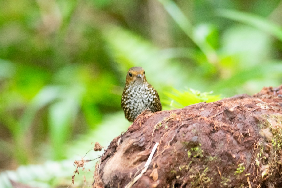 Pygmy Cupwing - ML644691207