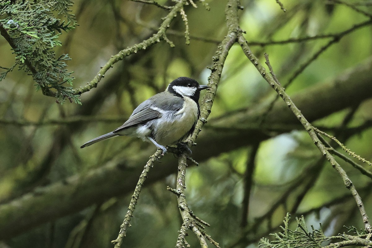 Mésange charbonnière - ML644691210
