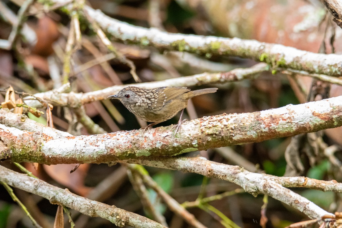 Streaked Wren-Babbler - ML644691214