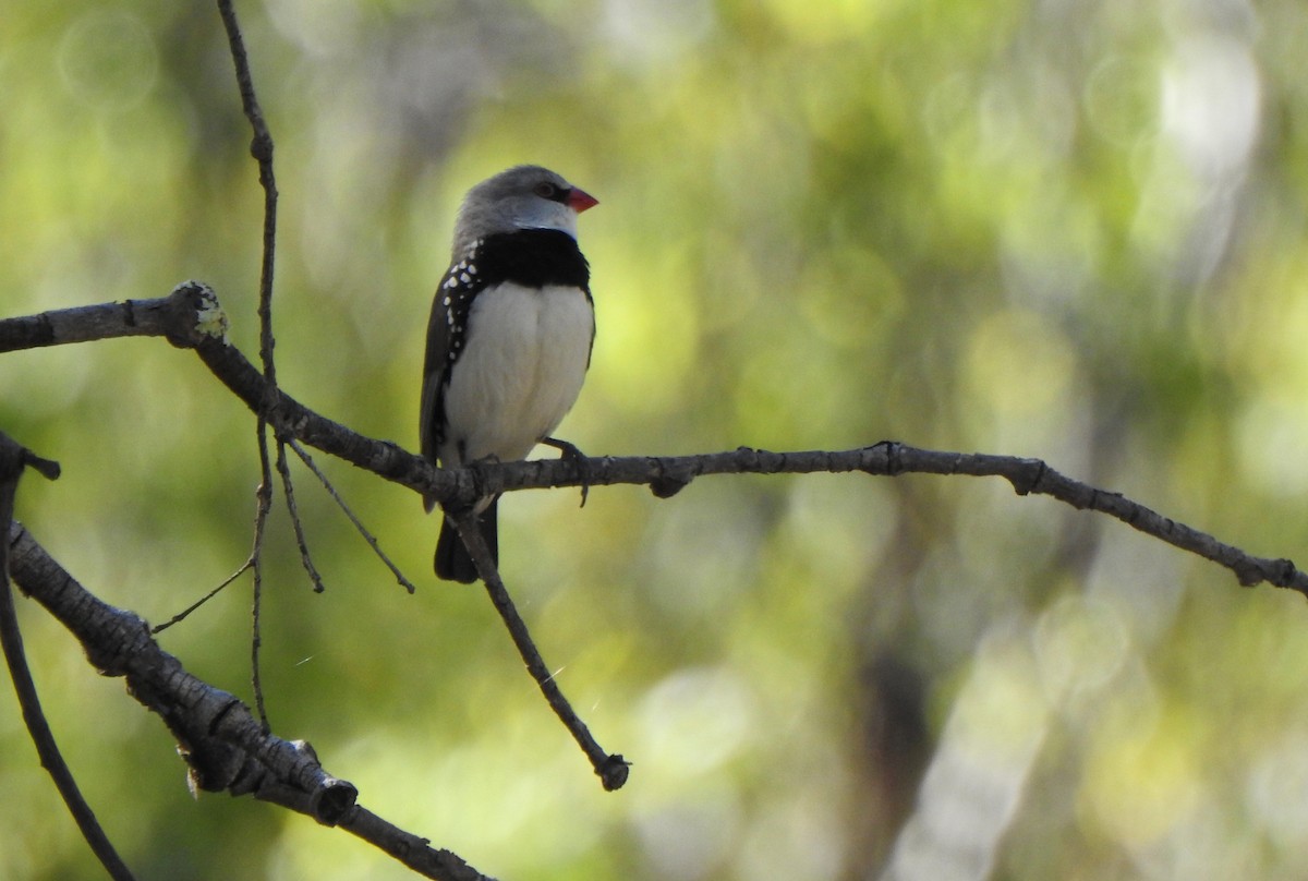 Diamond Firetail - ML644691218