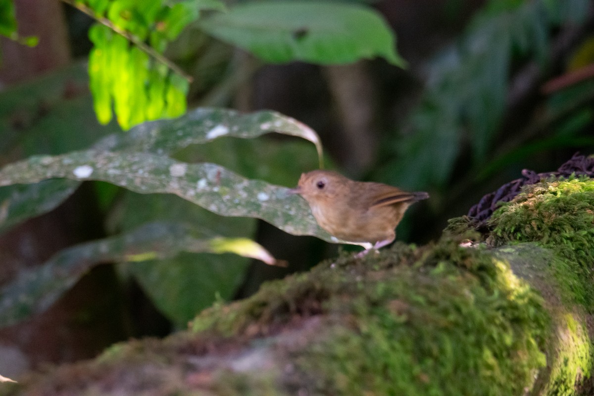 Buff-breasted Babbler - ML644691219