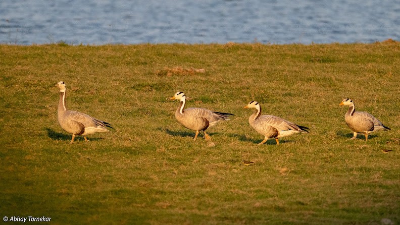 Oie à tête barrée - ML644691225