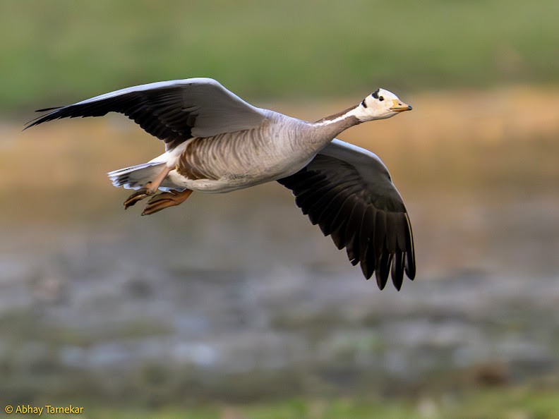 Oie à tête barrée - ML644691226