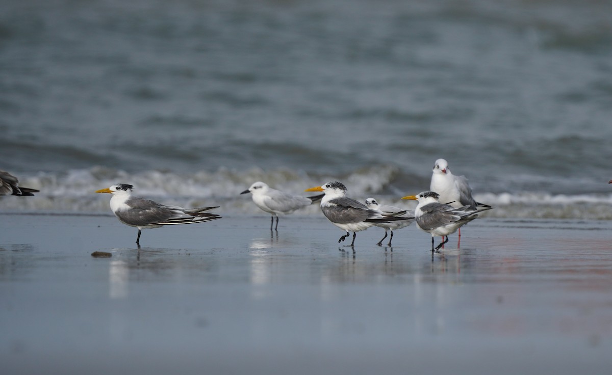 Great Crested Tern - ML644691228