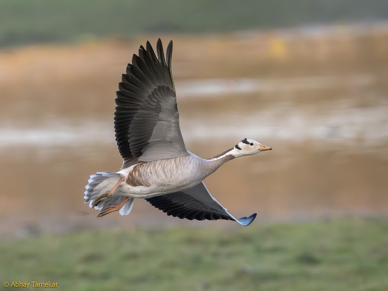 Oie à tête barrée - ML644691229